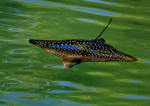 IMG_0110 Galapagos Spotted Eagle Ray