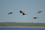 White-fronted Geese