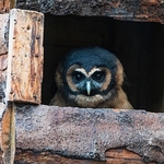 Owls portfolio