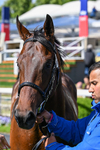 130626-Race 5-Inner City Blues-1892
