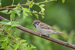 Tree Sparrow