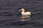 Gannet floating on West Loch Tarbert