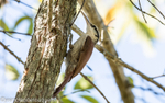 Narrow billed woodcreeper