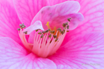 Spring Garden Growth 14