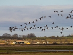 Dark-bellied Brent Geese