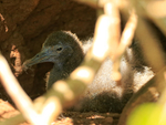 Wedge-tailed Shearwater portfolio