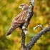 BBR-05-Common Buzzard