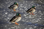 IMG_8566 - DUCKS ON THIN ICE ROWNTERRS PARKYORK Version 2 copy 2