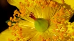 Hypericum Rosette
