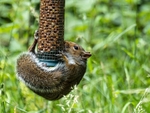 Grey Squirrel