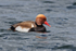 Red-crested Pochard (male) on the water at Farmoor