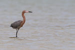 Reddish Egret in shallow water, Fort De Soto Park, Florida