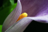 Cala Lily 1