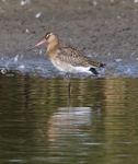 Black-tailed Godwit seen from the first screen at Otmoor