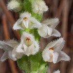 Creeping Ladies Tresses (Goodyera repens) 