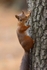Posing Red Squirrel       ref 115A6527