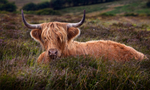 HIghland Cattle 02