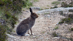 Mountain Hare
