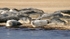 Common (Harbour) Seals
