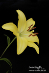 Nature-37