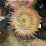 Sea Anemone
