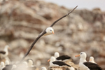 Black-browed Albatross banks low over colony, Steeple Jason