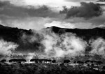 Mountain Mist