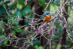 Kingfisher on watch!