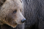 Grizzly portrait