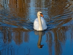 Mute Swan