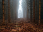 Deforestation