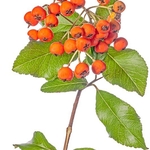 False Medlar (Sorbus chamaemespilus) a small shrub of open woods. Nr Villalago, Piediluco, terni,Italy September 2013