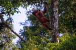 Bornean young male orangutan in tree, Sarawak_007