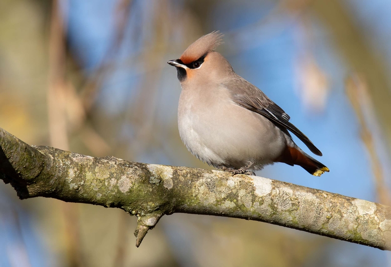 Waxwing - Hassop - Derbyshire
