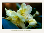 Rhododendron aureum ssp. hypopitys