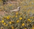 Hoopoe Lark