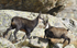 Jeune chamois (Mercantour)