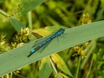 Azure Damselfly