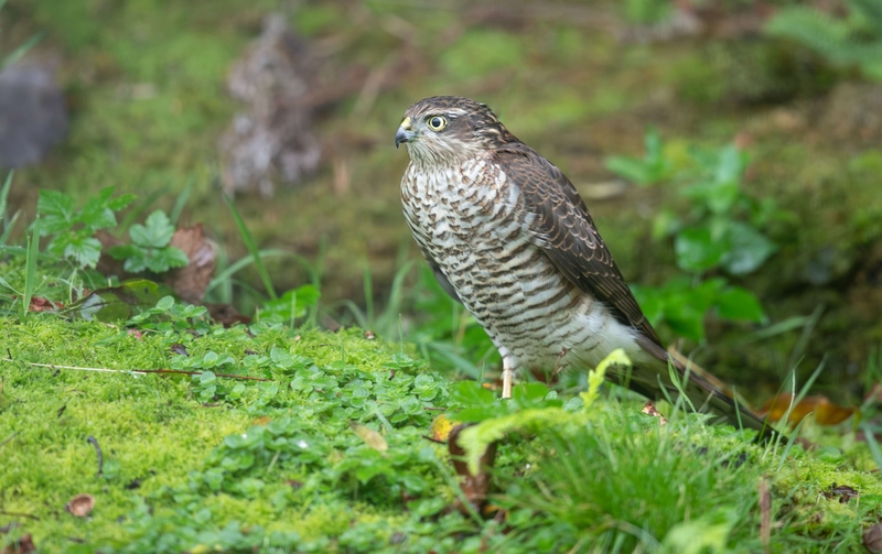 Eurasian Sparrowhawk - Isle of Mull - Scotland