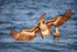Brown Pelican wings spread, Sanibel Island, Florida