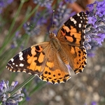 Painted lady (Vanessa cardui) 