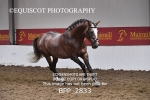 BPP_2833