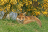 Red Fox - British Wildlife Centre