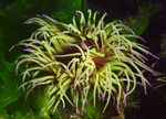 Anemonia viridis