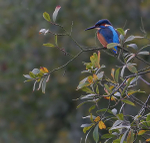 King Fisher