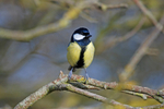 Great Tit