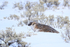 American Badger in deep snow, Yellowstone National Park