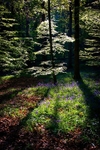 Little White Tree
