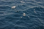 Common Dolphin
