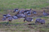 Greylag Geese on Big Otmoor